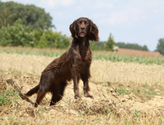 Deutsch Langhaar im Porträt: Allrounder im Revier