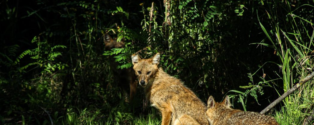 Goldschakal gesichtet: Wo nicht nur der Wolf für Schlagzeilen sorgt