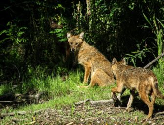 Goldschakal gesichtet: Wo nicht nur der Wolf für Schlagzeilen sorgt