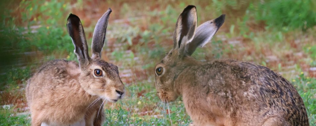 Der Unterschied zwischen Hase und Kaninchen