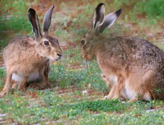 Der Unterschied zwischen Hase und Kaninchen