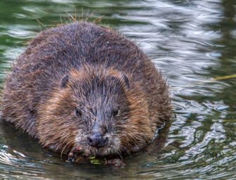 Kontroverse Biber-Verordnung soll Abschuss ermöglichen