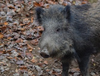 Fahrerflucht nach Wildunfall: 4 Wildschweine getötet