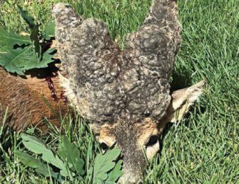 JÄGER Bockparade: Unsere Finalisten und Gewinner!
