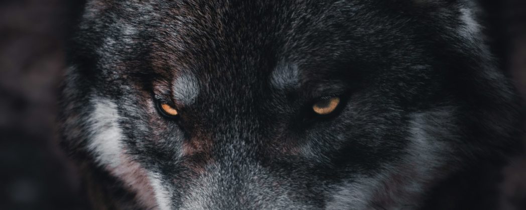 Nach Unklarheit: Wolf im Schwarzwald zum Abschuss freigegeben