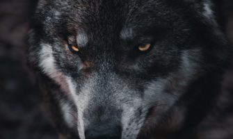 Nach Unklarheit: Wolf im Schwarzwald zum Abschuss freigegeben