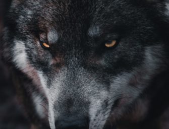 Nach Unklarheit: Wolf im Schwarzwald zum Abschuss freigegeben