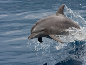 Entenjagd: Delfin sorgt für Überraschung