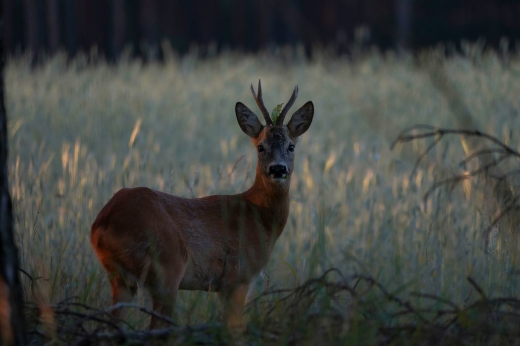 di-an-XY7IXup7KQY-unsplash