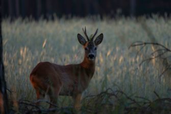Schwerer Wildunfall: Auto geht vollständig in Flammen auf