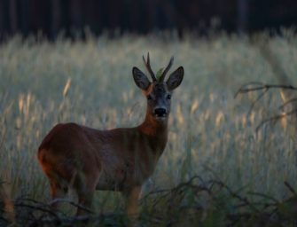 Schwerer Wildunfall: Auto geht vollständig in Flammen auf