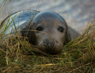 Kegelrobben getötet: Zwei Fischer sollen verantwortlich sein