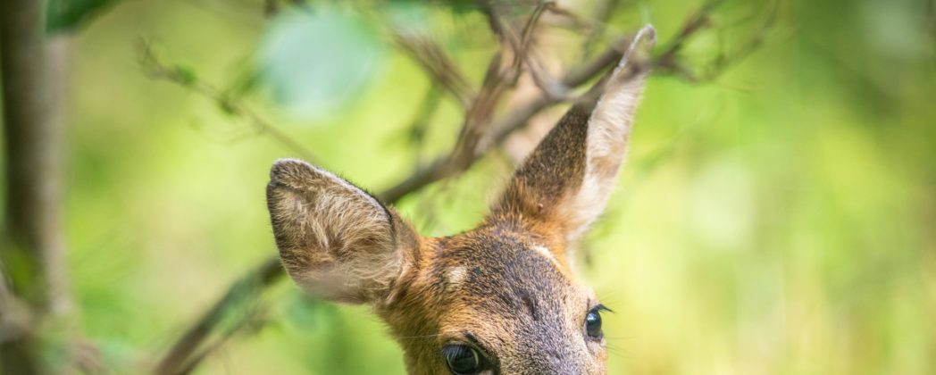Wildunfall: Transporter mit Säure verunglückt
