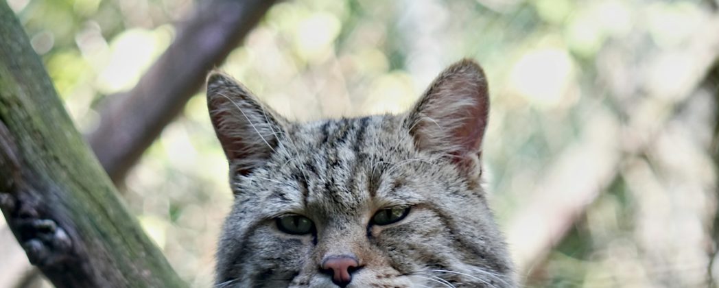 Wildkatze kommt nach Deutschland zurück: Comeback im Arnsberger Wald