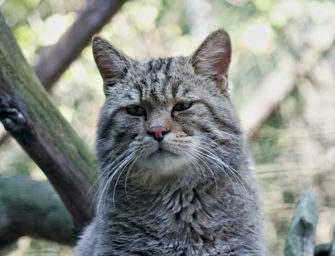 Wildkatze kommt nach Deutschland zurück: Comeback im Arnsberger Wald