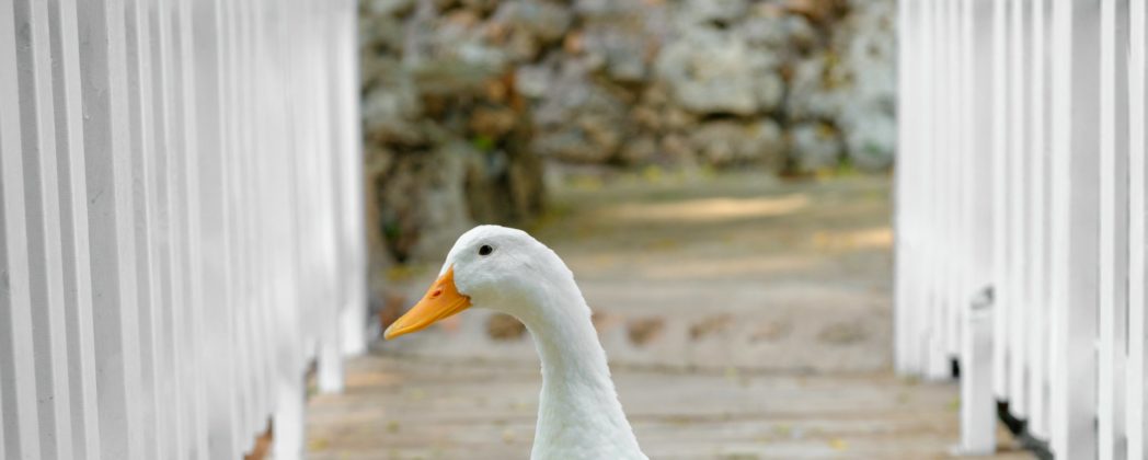Vogelgrippe in Brandenburg: 20.000 Enten verstorben