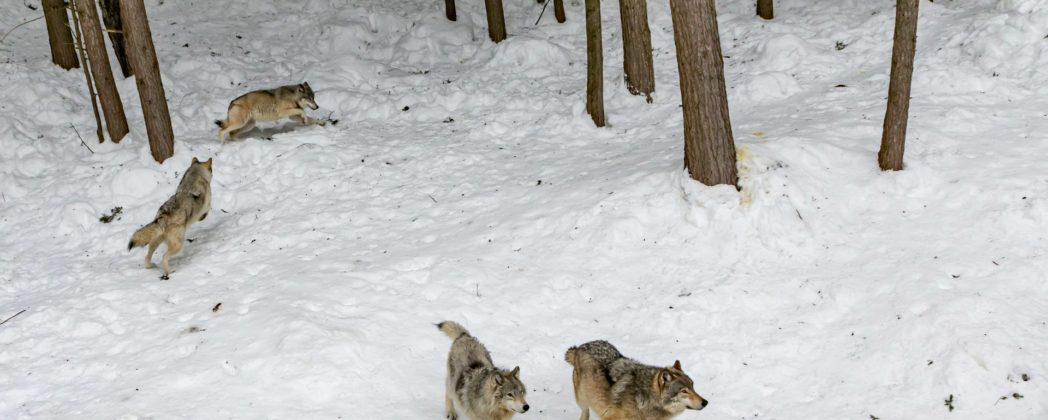 Wölfe jagen 100 Schafe mehrere Kilometer: 20 Tiere tot