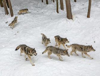 Wölfe jagen 100 Schafe mehrere Kilometer: 20 Tiere tot