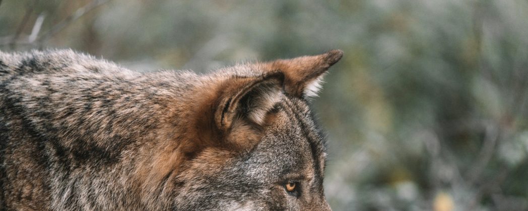 Wolf ins Jagdrecht: DJV begrüßt geplanten Umgang mit dem Raubtier