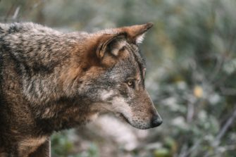 Wolf ins Jagdrecht: DJV begrüßt geplanten Umgang mit dem Raubtier