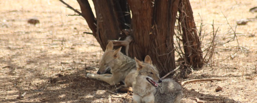 Goldschakal auf Sylt: Gericht bestätigt Rechtmäßigkeit von Abschuss