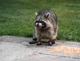 Waschbären in Berlin: Immer größere Schäden in der Hauptstadt