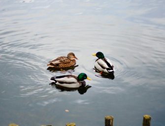 Vogelgrippe betrifft Vogelpark Walsrode: Park muss schließen