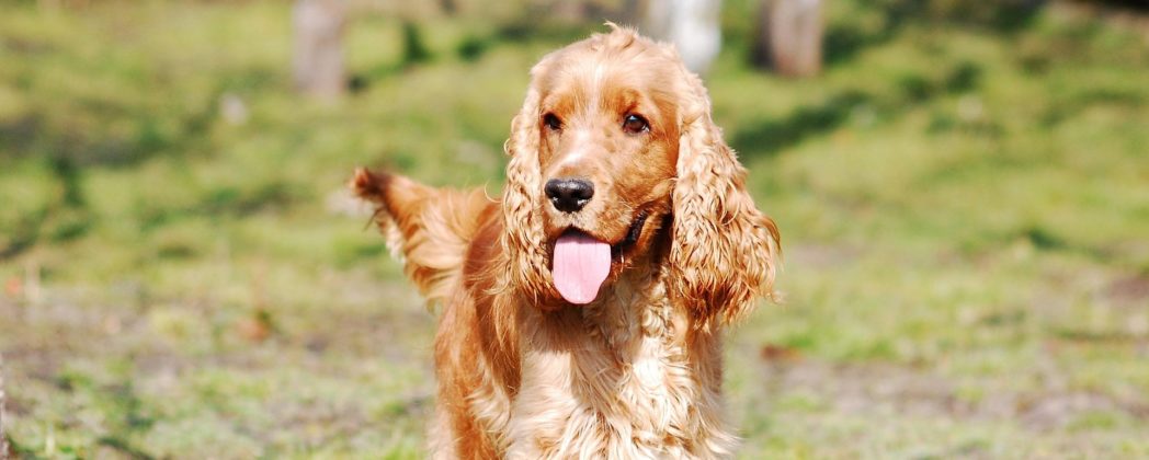 Cocker Spaniel: Jagdhund und Familienhund