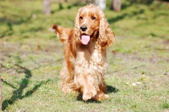 Cocker Spaniel: Jagdhund und Familienhund