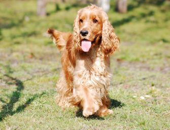 Cocker Spaniel: Jagdhund und Familienhund