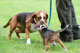 Bracke – Jagdhunde für alle Reviere