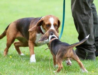 Bracke – Jagdhunde für alle Reviere