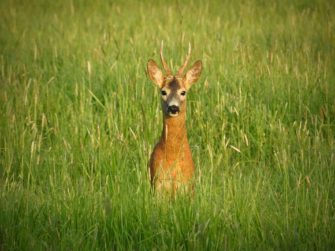 Wilderei in Regensburg? Jäger klärt Fall um abgetrennten Rehkopf