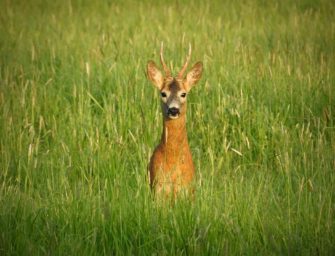 Wilderei in Regensburg? Jäger klärt Fall um abgetrennten Rehkopf