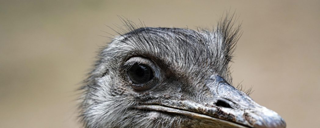 Vogelgrippe bricht im Zoo Osnabrück aus? 3 Nandus getötet