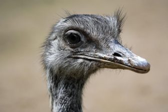 Vogelgrippe bricht im Zoo Osnabrück aus? 3 Nandus getötet