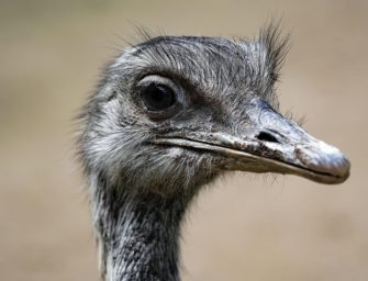 Vogelgrippe bricht im Zoo Osnabrück aus? 3 Nandus getötet