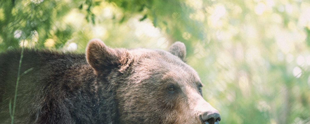 Bär greift Familie an: Sohn muss Tier erschießen