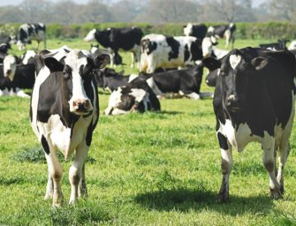 Blauzungenkrankheit ausgebrochen: Fast ganz Hessen betroffen