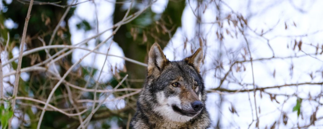 Wolf stoppt Karnevalsumzug: Polizei reagiert