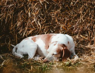 Aujeszky-Krankheit: Was muss ich bei der „Pseudowut“ beachten?