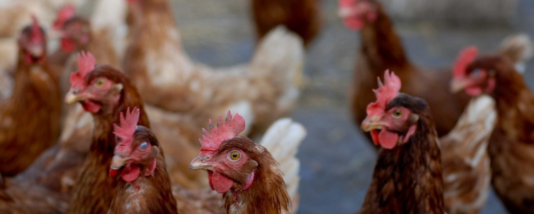 Vogelgrippe ausgebrochen: Wieder Zehntausende Tiere getötet