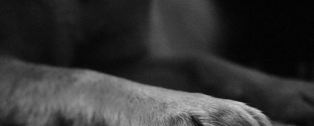 Aujeszky-Krankheit: Landesjagdverband-Chefin verliert 2 Hunde