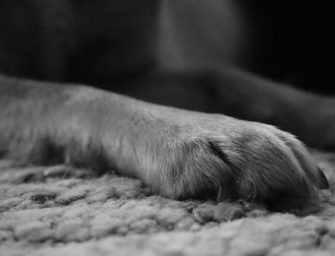 Aujeszky-Krankheit: Landesjagdverband-Chefin verliert 2 Hunde