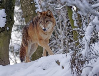 Wolf tötet 16 Schafe: Mehrere Besitzer betroffen