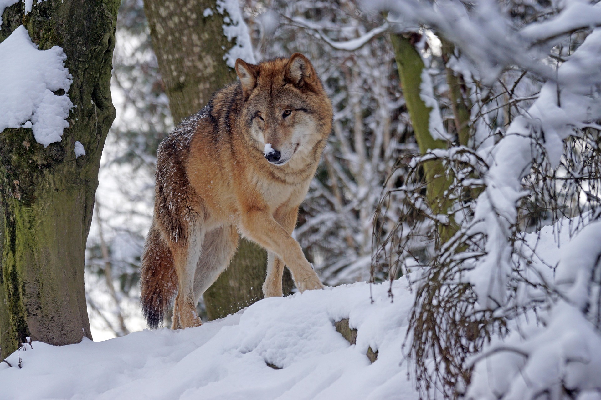 Wolf tötet 16 Schafe: Mehrere Besitzer betroffen - Jäger