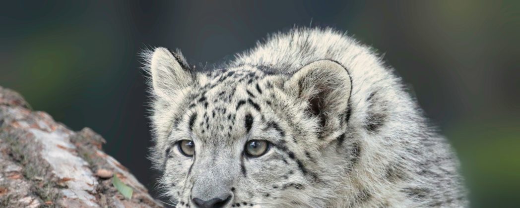 Schneeleopard greift Touristin an: Frau nähert sich dem Tier