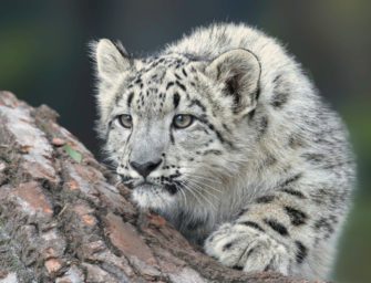 Schneeleopard greift Touristin an: Frau nähert sich dem Tier