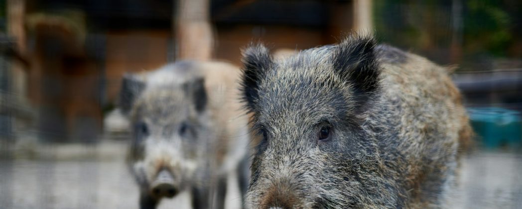 Trichinen: Tierseuche erneut in Brandenburg ausgebrochen