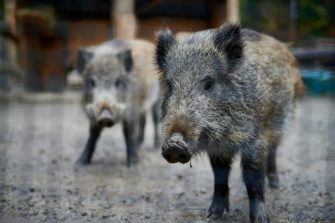 Trichinen: Tierseuche erneut in Brandenburg ausgebrochen